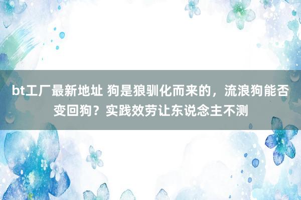 bt工厂最新地址 狗是狼驯化而来的，流浪狗能否变回狗？实践效劳让东说念主不测