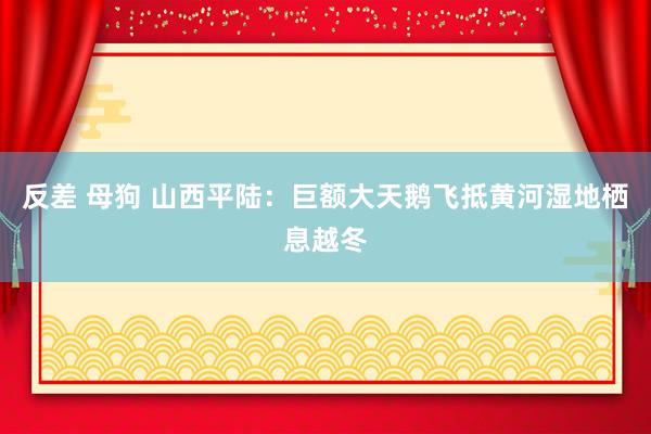 反差 母狗 山西平陆：巨额大天鹅飞抵黄河湿地栖息越冬