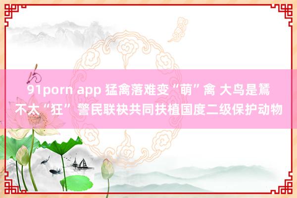 91porn app 猛禽落难变“萌”禽 大鸟是鵟不太“狂” 警民联袂共同扶植国度二级保护动物